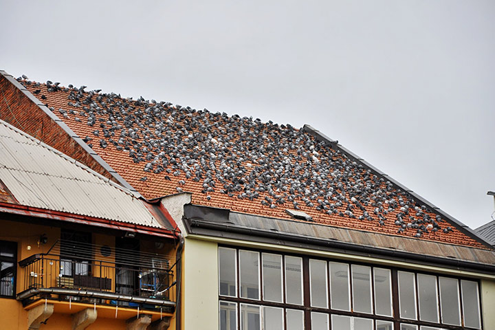 A2B Pest Control are able to install spikes to deter birds from roofs in Yeading. 