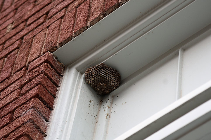We provide a wasp nest removal service for domestic and commercial properties in Yeading.